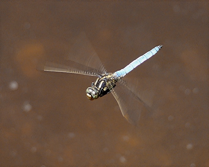 keeled skimmer